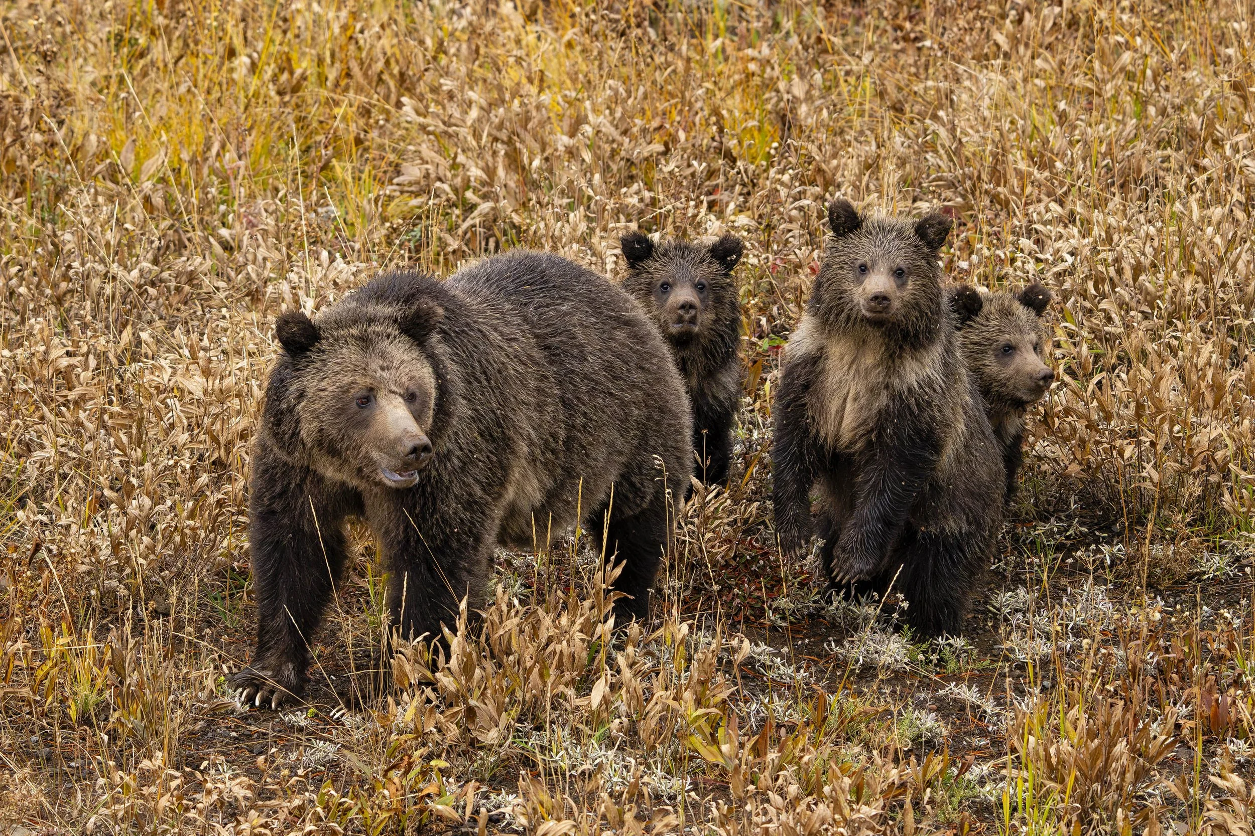 Wildlife: Grizzly bear 815 and her cubs in autumn, Yellowstone